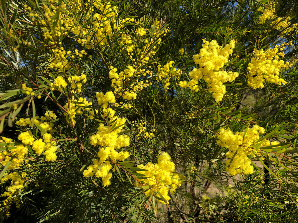 As The Wattle Comes Out ...